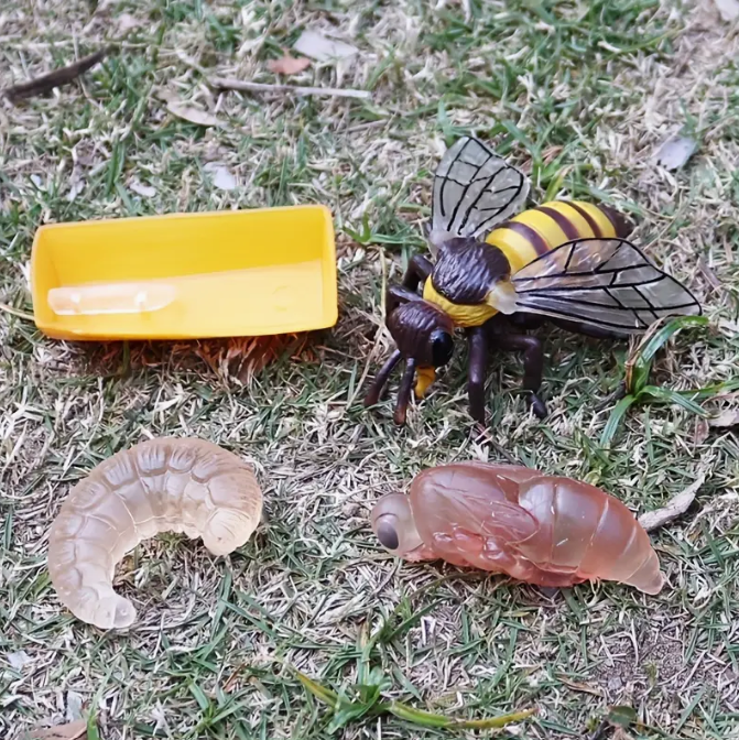 Bee Lifecycle Toys